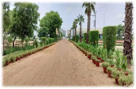 Photograph of the site approach: a graded earth road lined with young palms, shrubs and potted plants, with nearby towers visible in the distance.